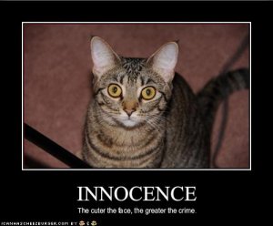 lolcatsinnocence.jpg