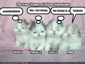 lolcatssleepstages.jpg