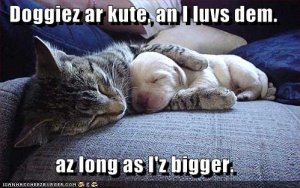 lolcatsazlongasizbigger.jpg