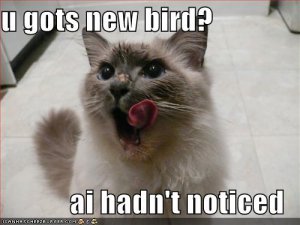 lolcatsnewbird.jpg