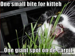 lolcatssmallbitebigspot.jpg