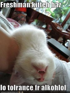 lolcatsfroshkitteh.jpg