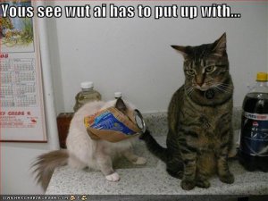 lolcatsputupwith.jpg