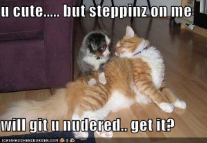 lolcatssteppinzgitunudered.jpg
