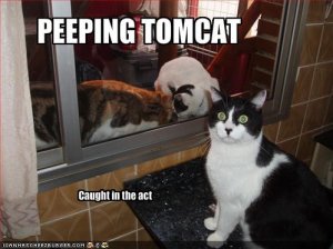 lolcatspeepingtomcat.jpg
