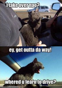 lolcatsdrivincat.jpg