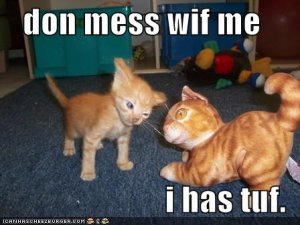 lolcatsdonmesswifme.jpg