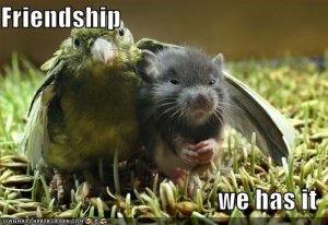 lolcatsfriendship.jpg
