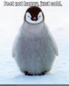lolcatsunhappyfeet.jpg