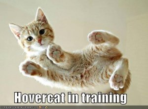 lolcatshovercat.jpg