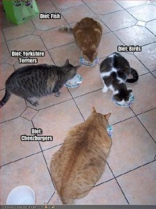 lolcatsdiets.jpg