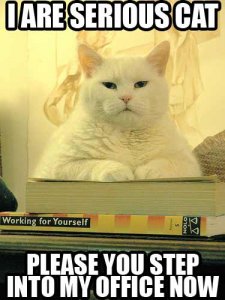 seriouscat.jpg