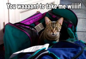 museyslolcatszoe.jpg