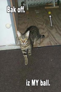 museyslolcatszoe2.jpg