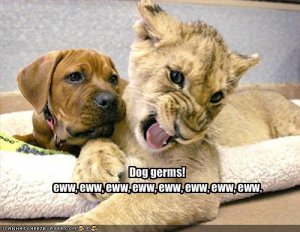 lolcatsewdoggerms.jpg