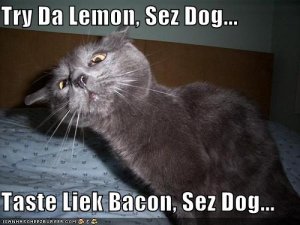 lolcatslemontastelikebacon.jpg
