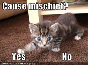 lolcatsmischiefyesno.jpg