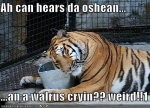 lolcatstigerhaswalrusesbucket.jpg