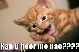 lolcatshearmenow.jpg