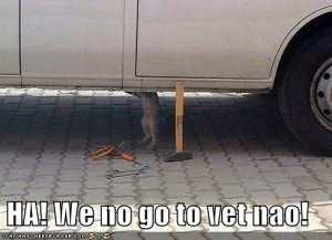 lolcatsnovet.jpg