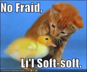 lolcatsnofraidlilsoftsoft.jpg