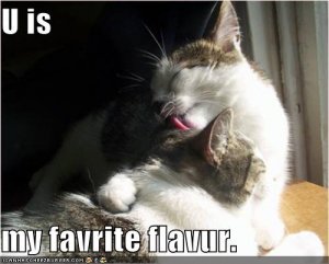 lolcatsfavritflavur.jpg