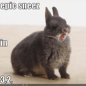 lolcatsepicsneeze.jpg