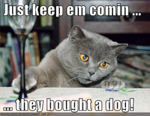 lolcatswino.jpg