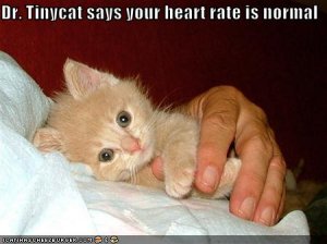 lolcatsdrtinycat.jpg