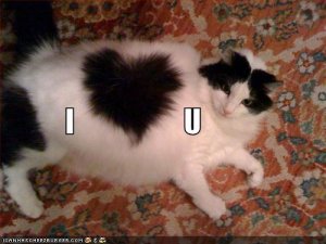 lolcatsiheartu.jpg