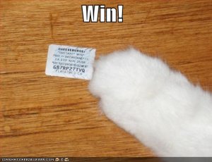 lolcatswinner.jpg
