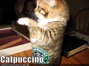 lolcatscatpuccino.jpg
