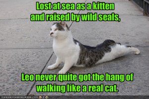 lolcatssealcat.jpg