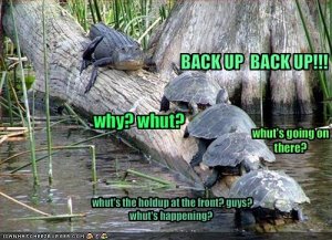 lolcatsbackupturtle.jpg