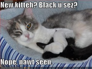 lolcatsnewblackkitteh.jpg