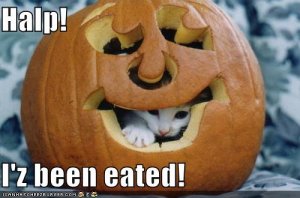 lolcatsbeeneated.jpg