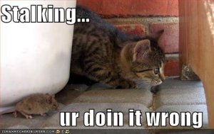 lolcatsstalkingwrong.jpg