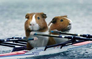guinea-pig-sports-01.jpg