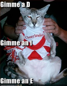 lolcatscheerleaderD-I-E.jpg