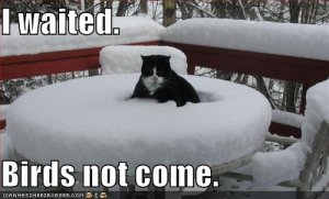 lolcatsbirdsnotcome.jpg