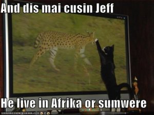 lolcatscusinjeff.jpg
