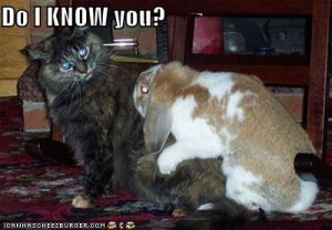 lolcatsdoiknowyou.jpg