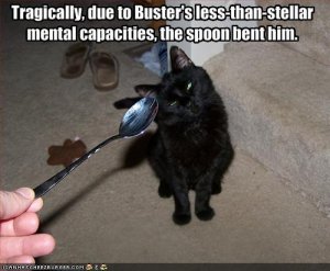 lolcatsesp.jpg