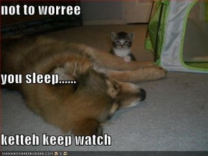 lolcatskettehkeepwatch.jpg