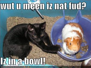 lolcatsnatfud.jpg