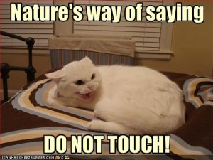 lolcatsnotouchie.jpg