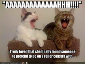 lolcatspretendrollercoaster.jpg