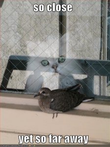 lolcatssocloseyetsofaraway.jpg