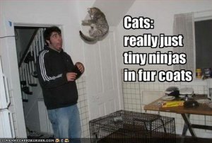 lolcatstinyninjas.jpg