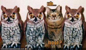 lolcatsuh-hoot.jpg